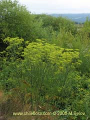 Bild von Foeniculum vulgare (Hinojo)